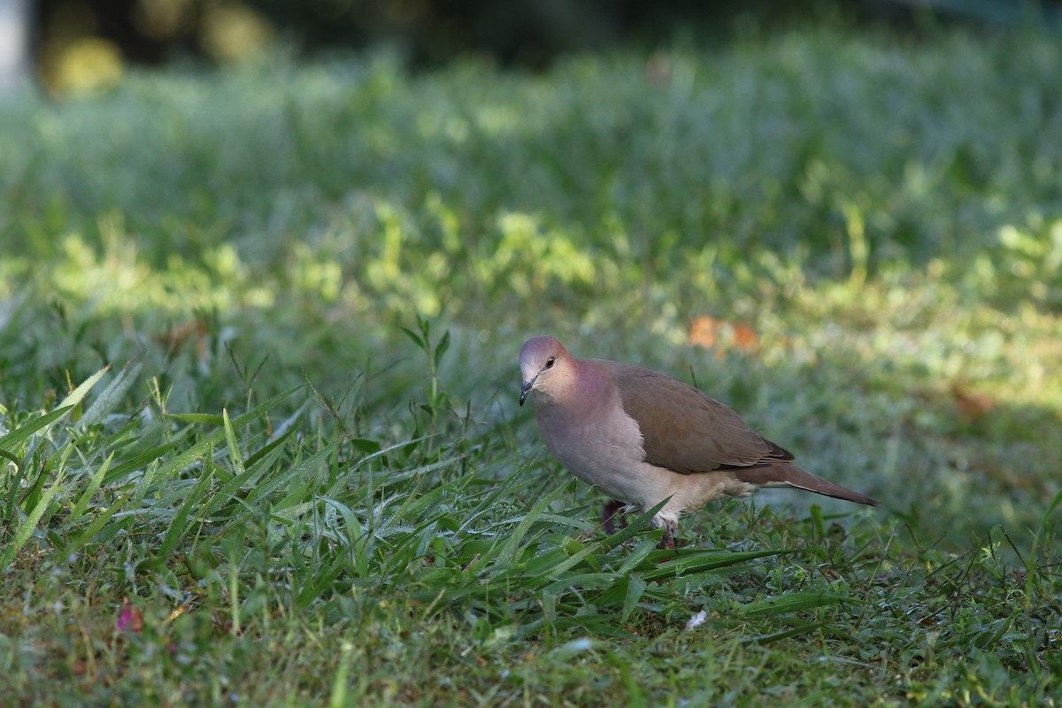 White-tipped Dove - Mark Patry