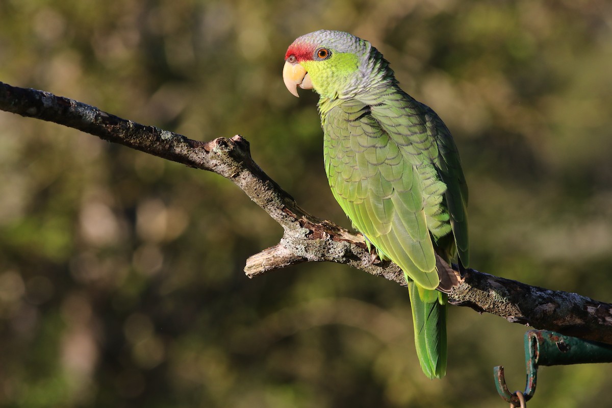 Lilac-crowned Parrot - ML43367131