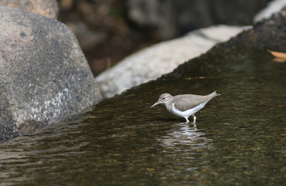 Spotted Sandpiper - Mark Patry