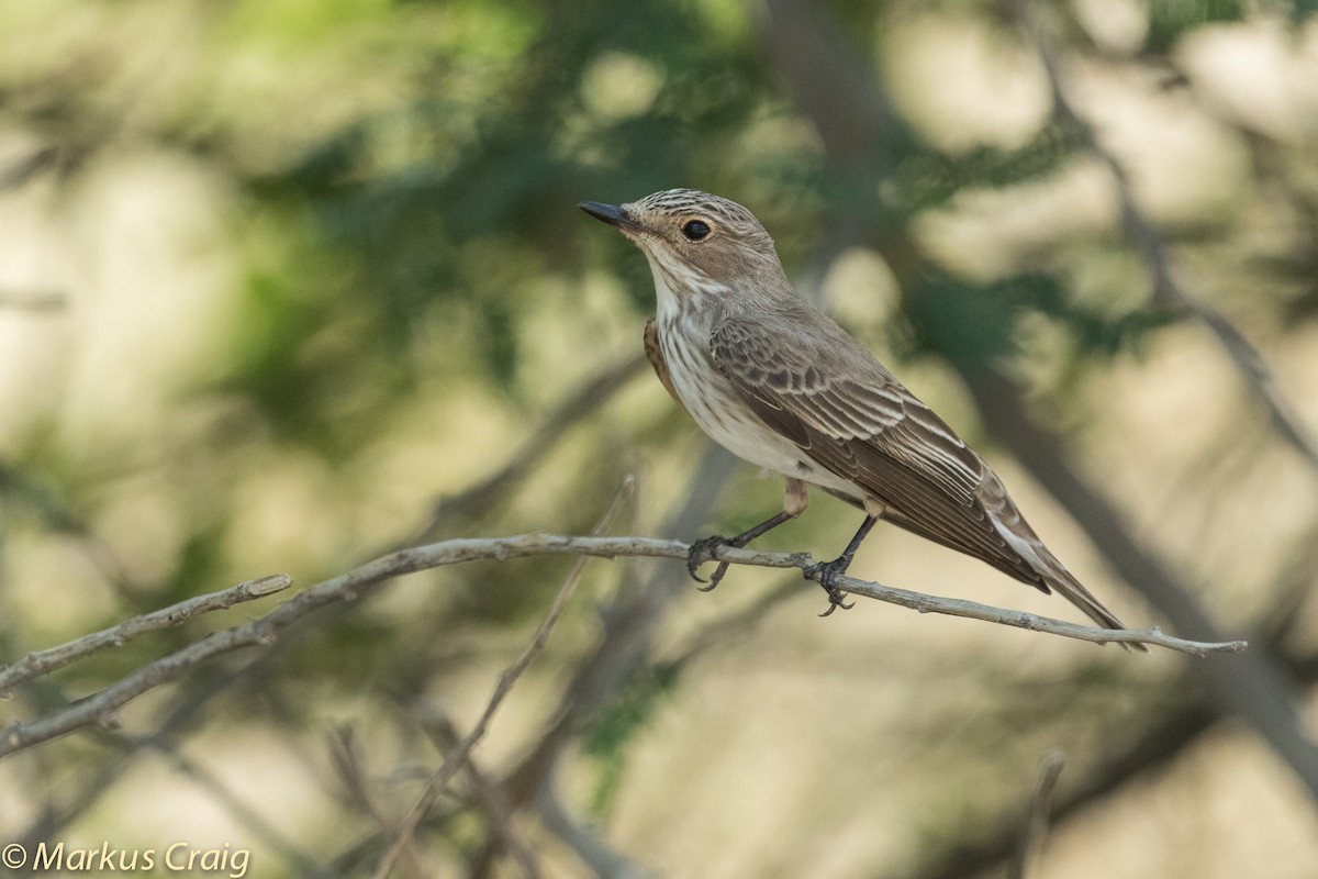 Spotted Flycatcher (Spotted) - ML43367671