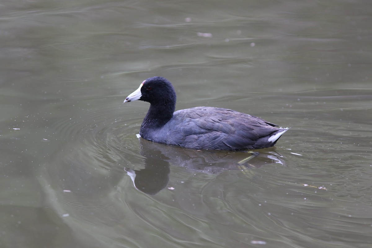 American Coot (Red-shielded) - ML43367901