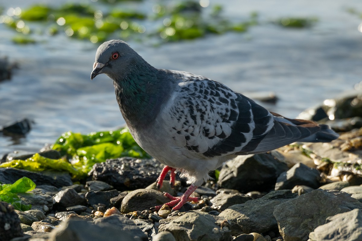 Rock Pigeon (Feral Pigeon) - ML433681331