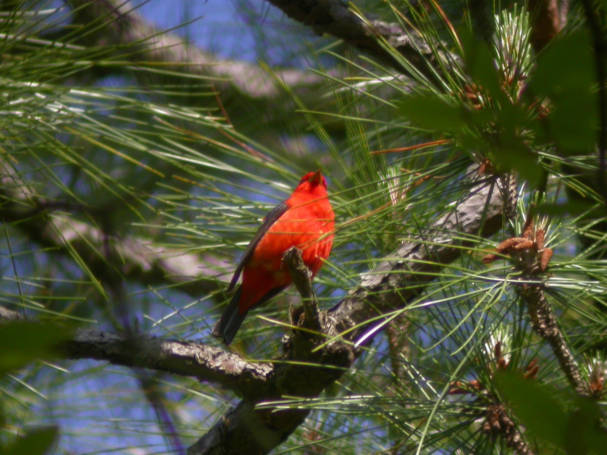 Scarlet Tanager - ML43369281