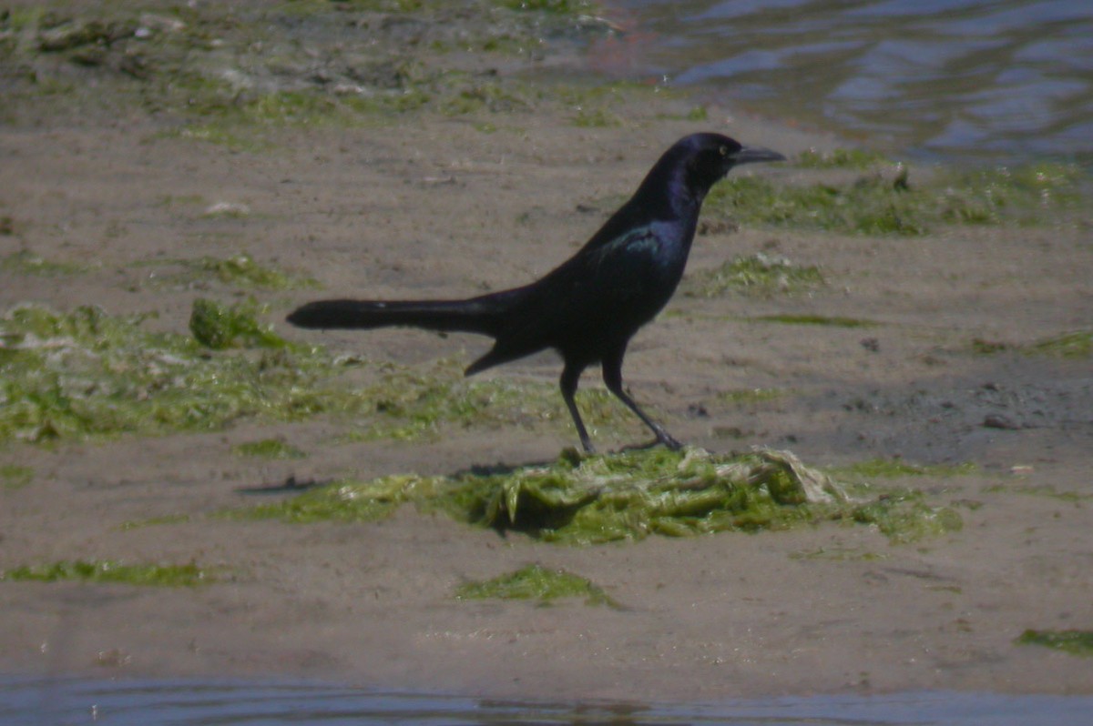 Boat-tailed Grackle - ML43369291