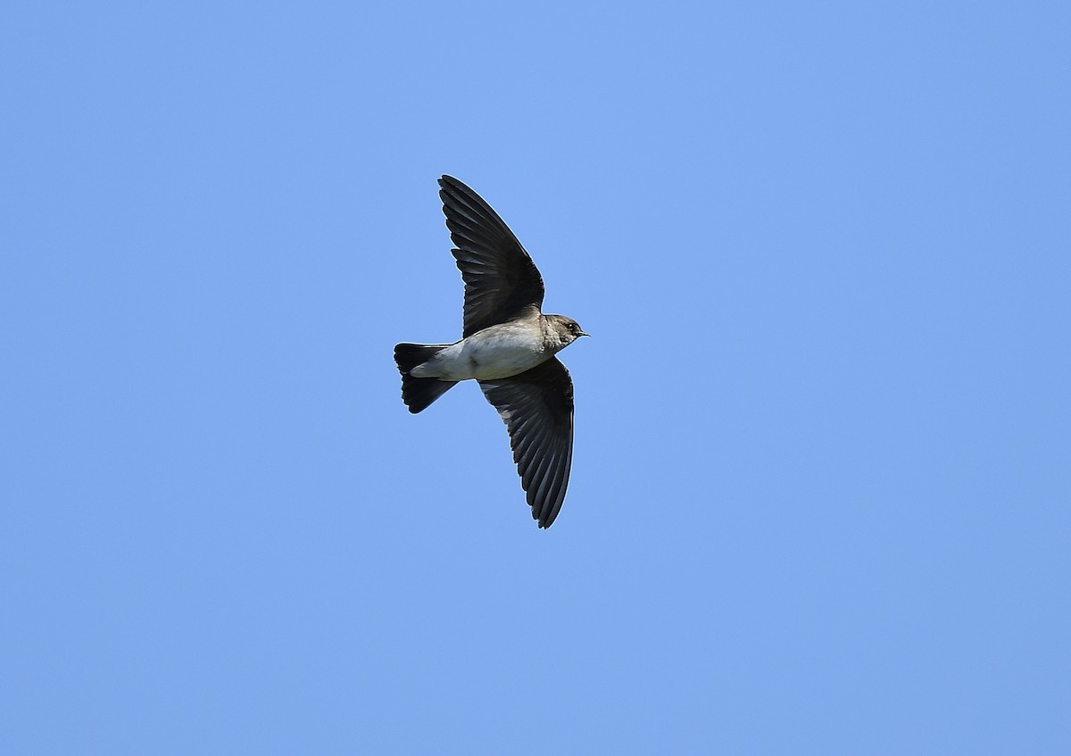 Northern Rough-winged Swallow - ML433693581