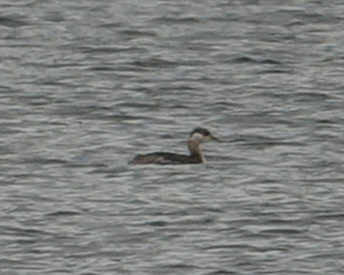 Red-necked Grebe - ML433693841