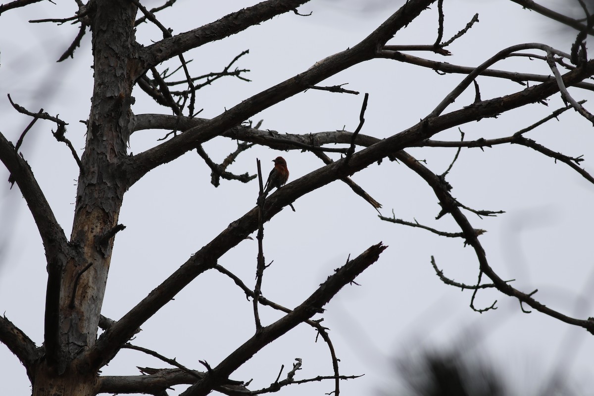 Red Crossbill (Northeastern or type 12) - ML433694651