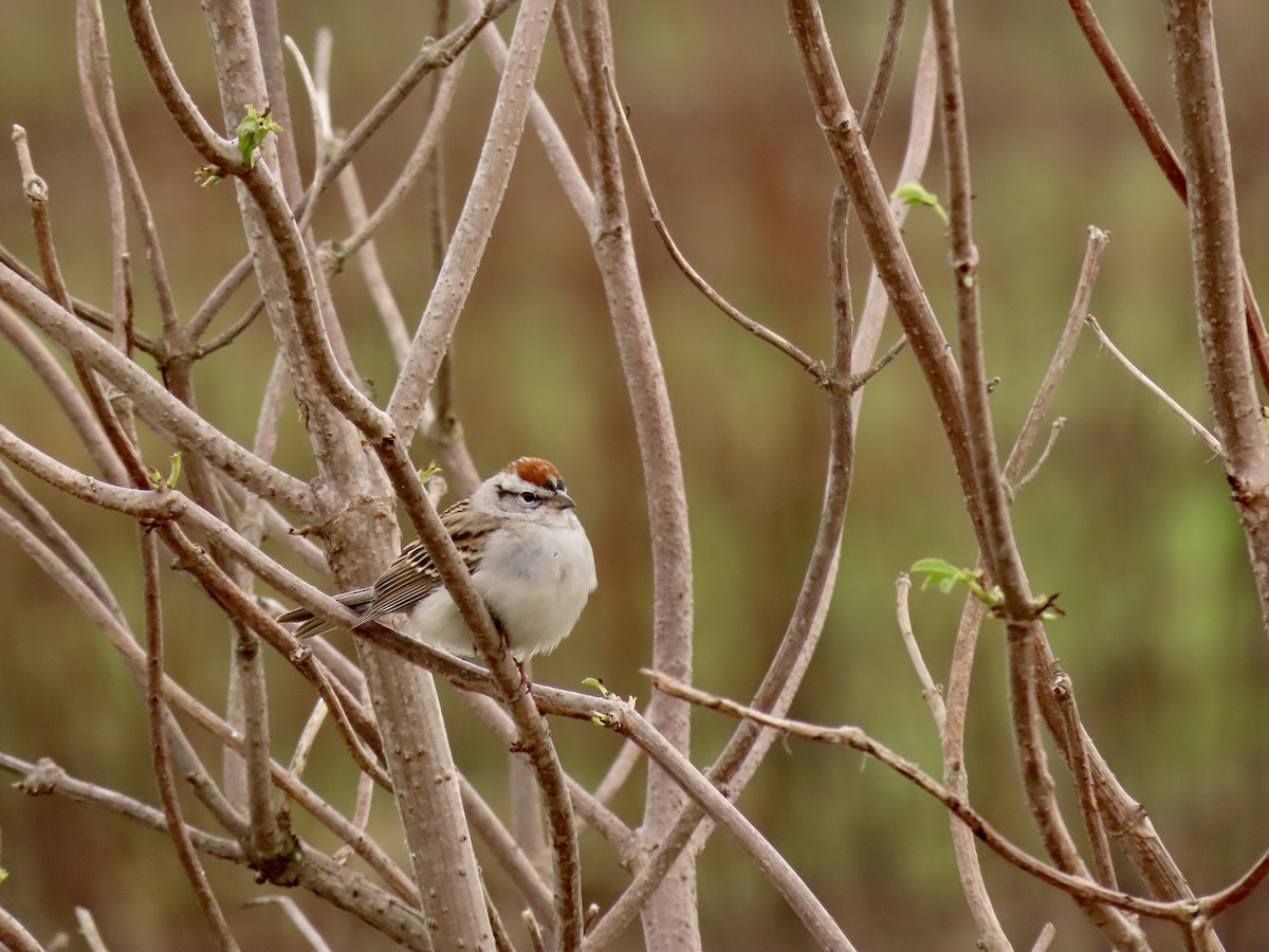 Chipping Sparrow - ML433694751