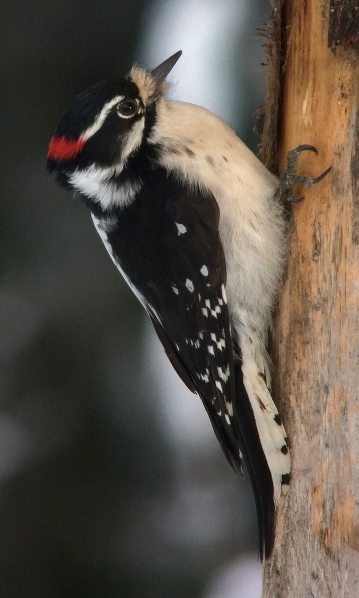 Downy Woodpecker - Dennis Leonard