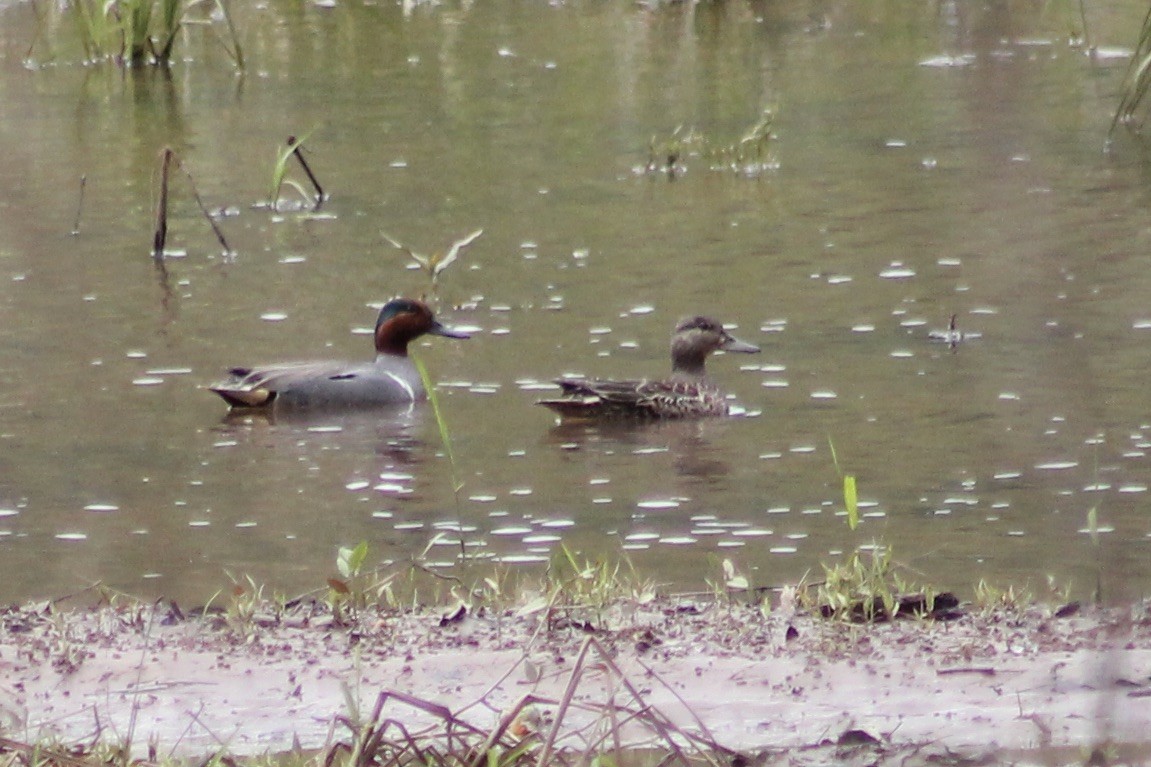 Green-winged Teal - ML433697791