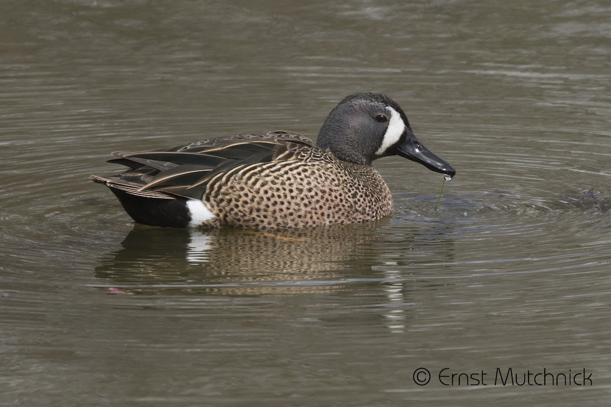 Blue-winged Teal - ML433700961