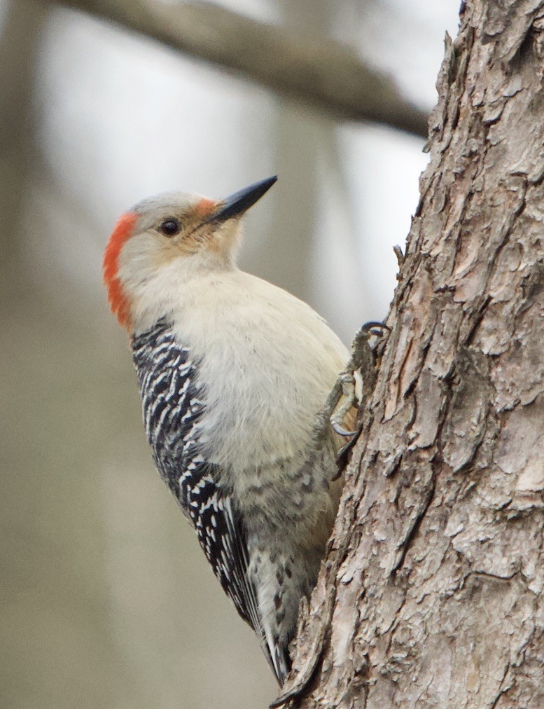 Red-bellied Woodpecker - Levi Charles