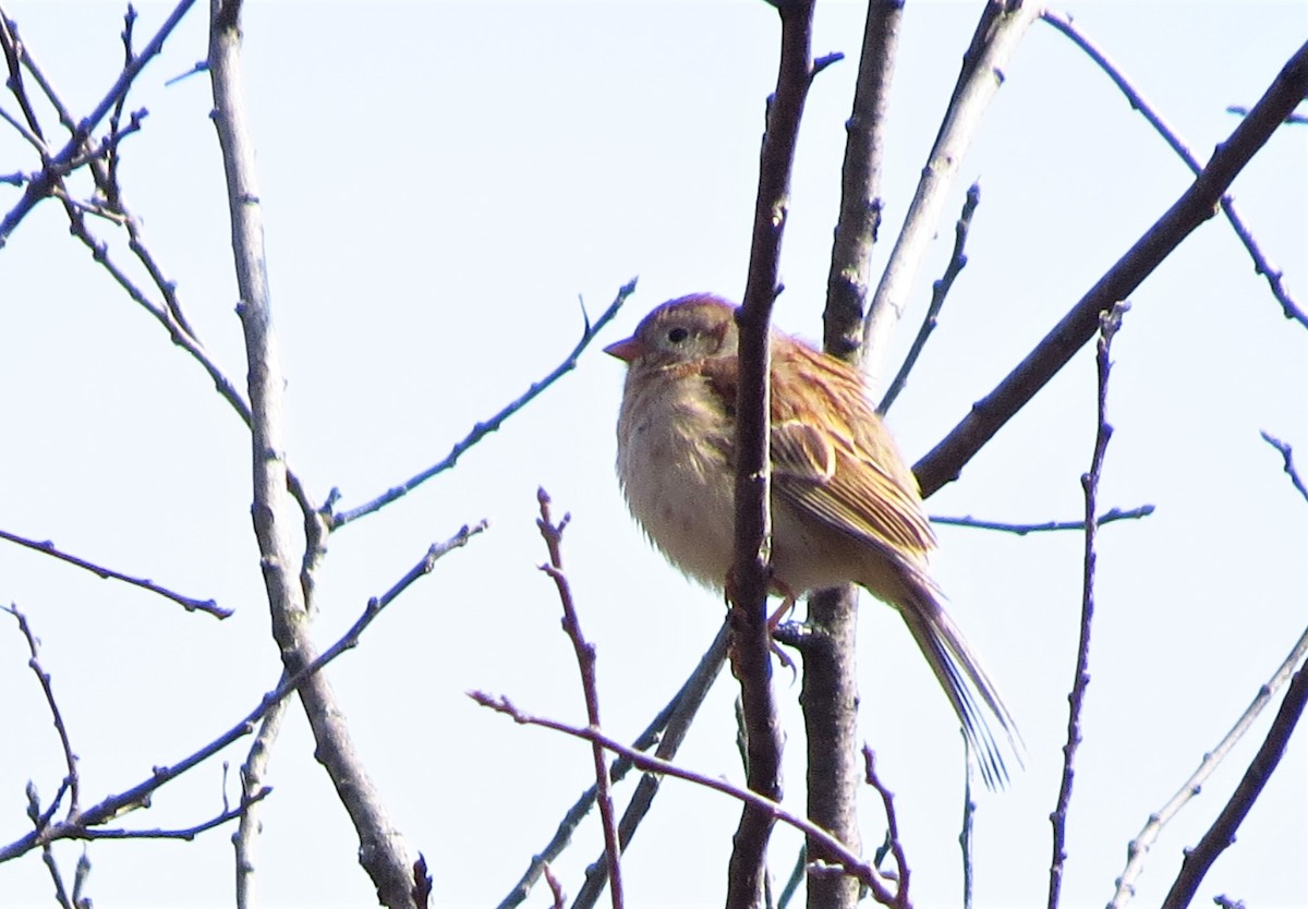 Field Sparrow - Mayumi Barrack