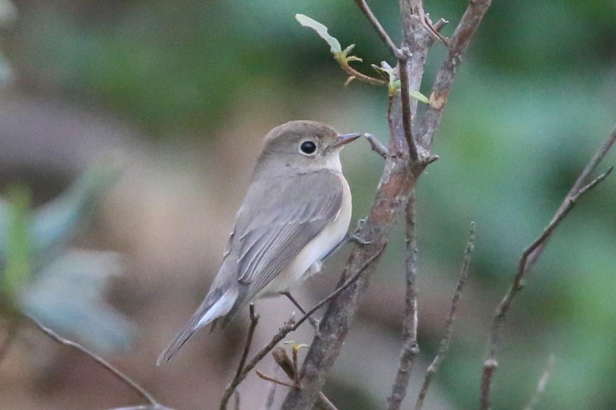 Red-breasted Flycatcher - Ting-Wei (廷維) HUNG (洪)