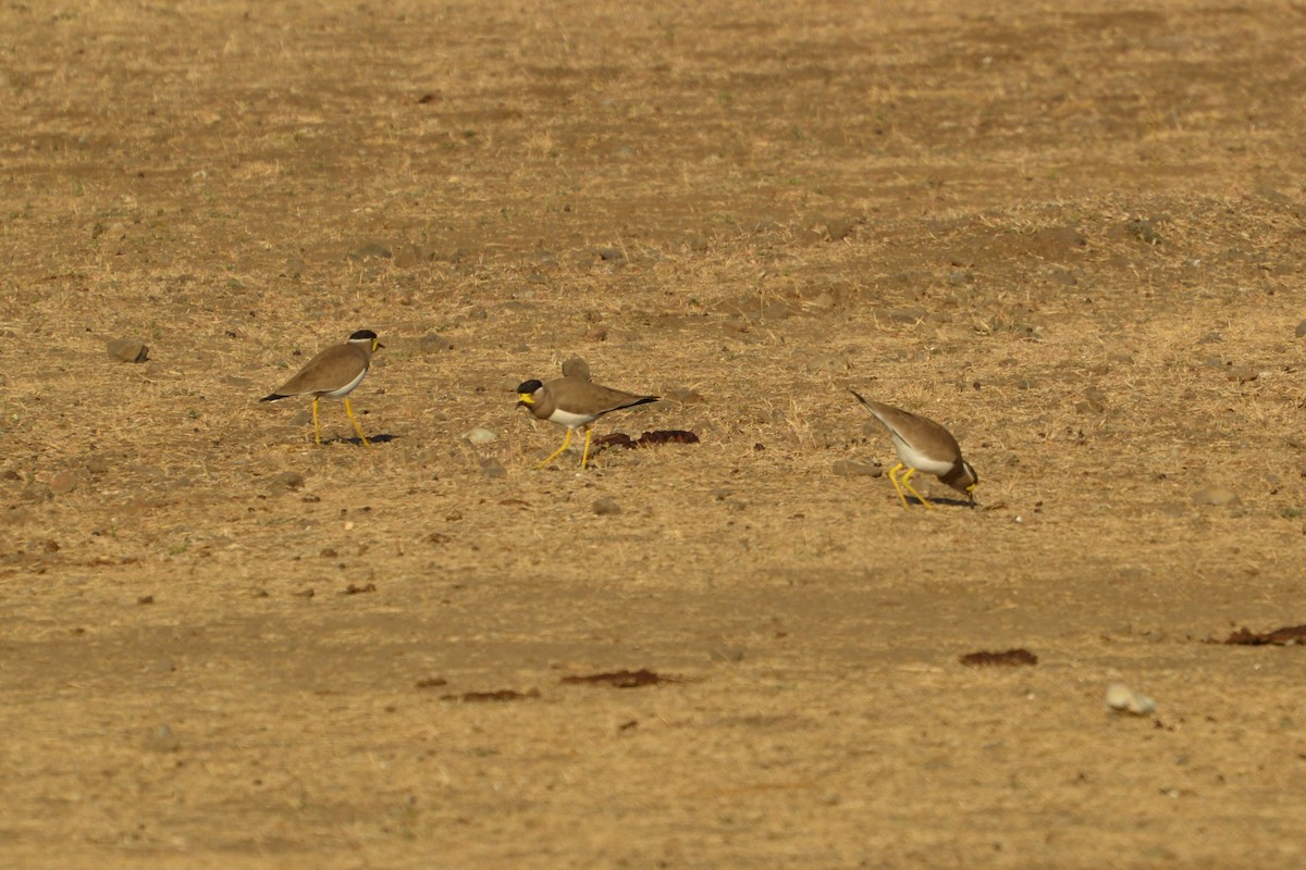 Yellow-wattled Lapwing - kiran more