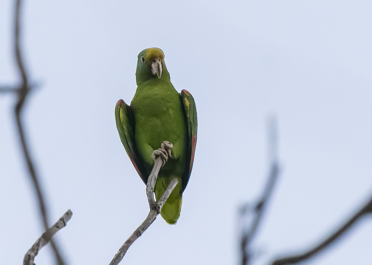 Yellow-crowned Parrot - ML433710981