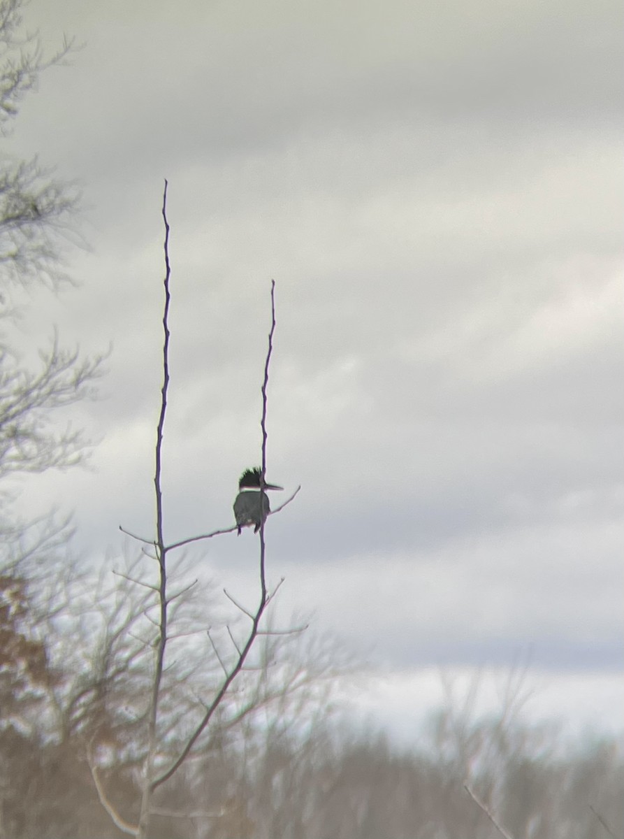 Belted Kingfisher - ML433711081