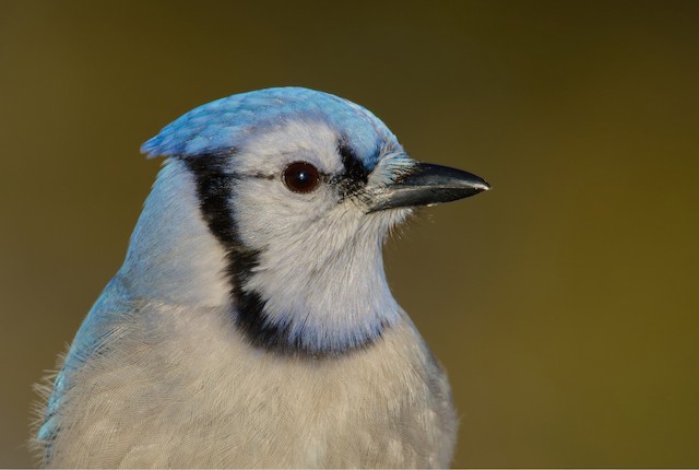 Blue Jay - Vermont eBird