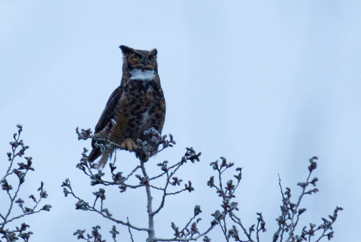 Great Horned Owl - ML433717321