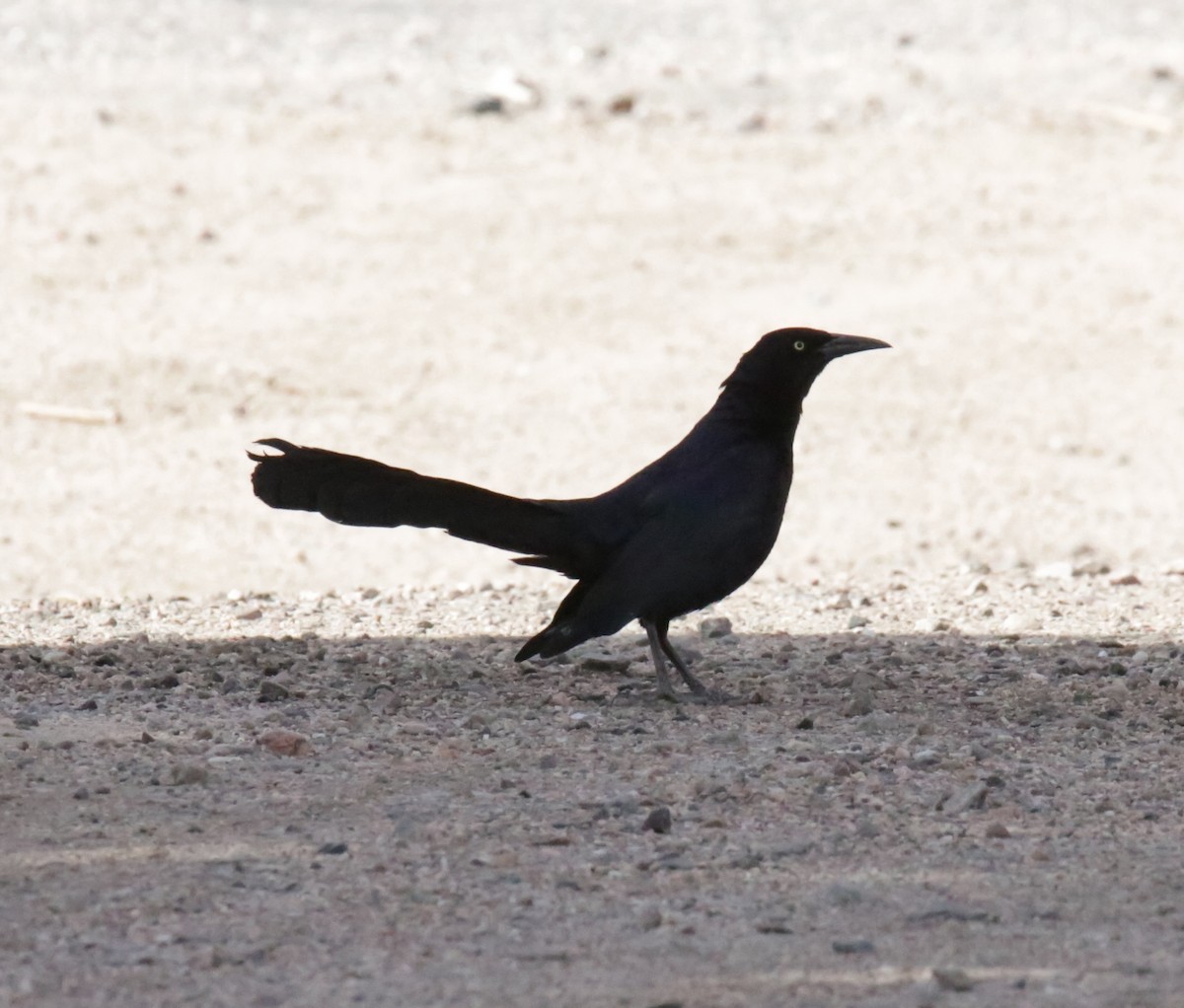 Great-tailed Grackle - ML433718141