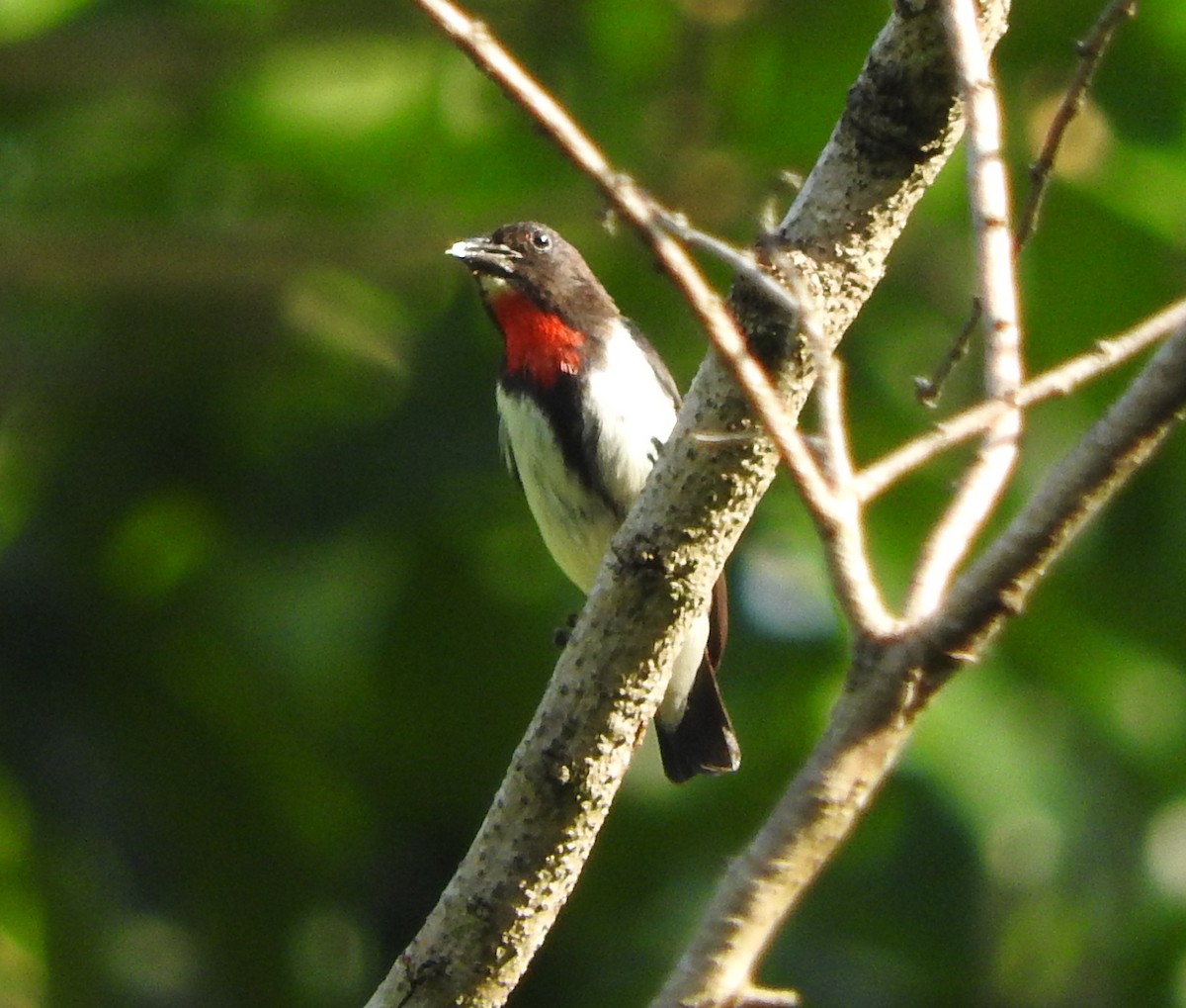 Red-chested Flowerpecker - Sandy Gayasih