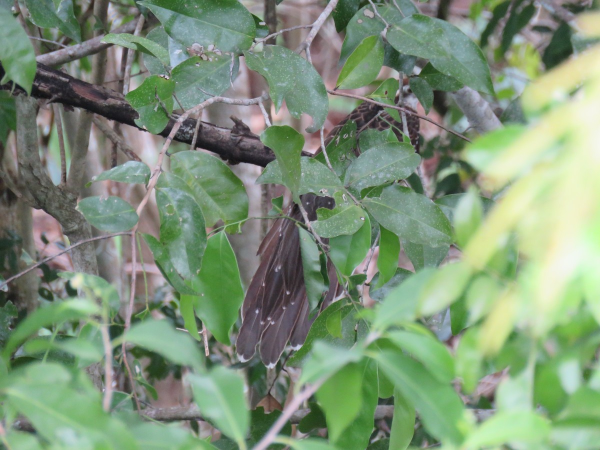 Pheasant Cuckoo - ML433724081