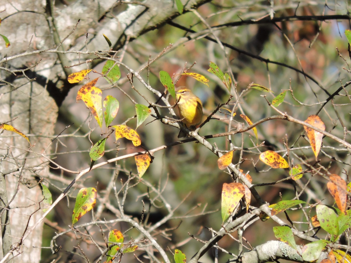 Palm Warbler (Yellow) - John Patten Moss