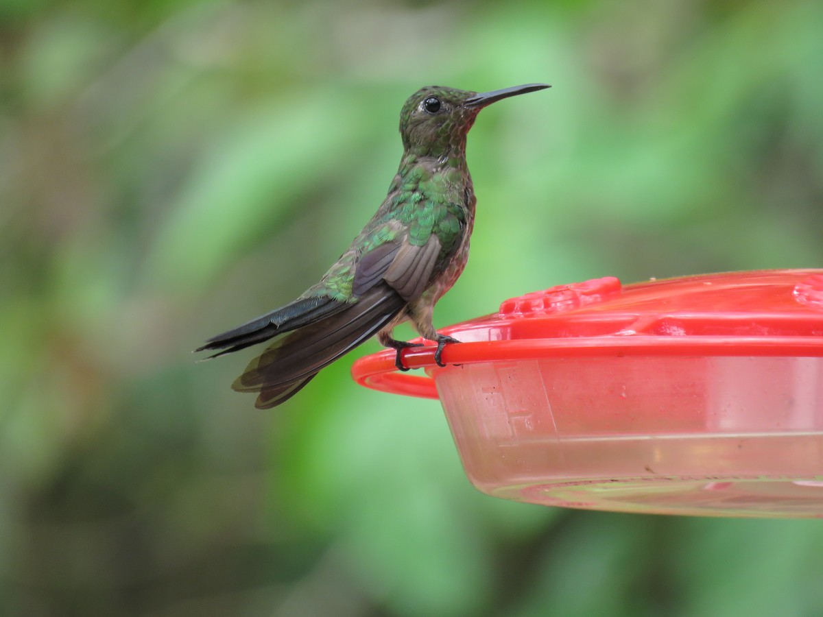 Scaly-breasted Hummingbird - ML433726741