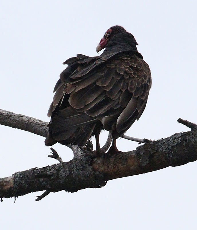 Turkey Vulture - Wilson Hum