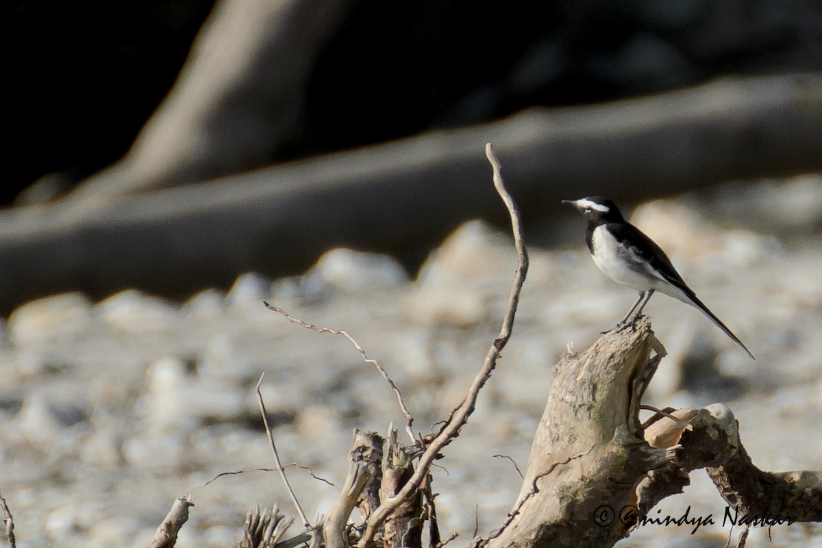 White-browed Wagtail - ML43372791