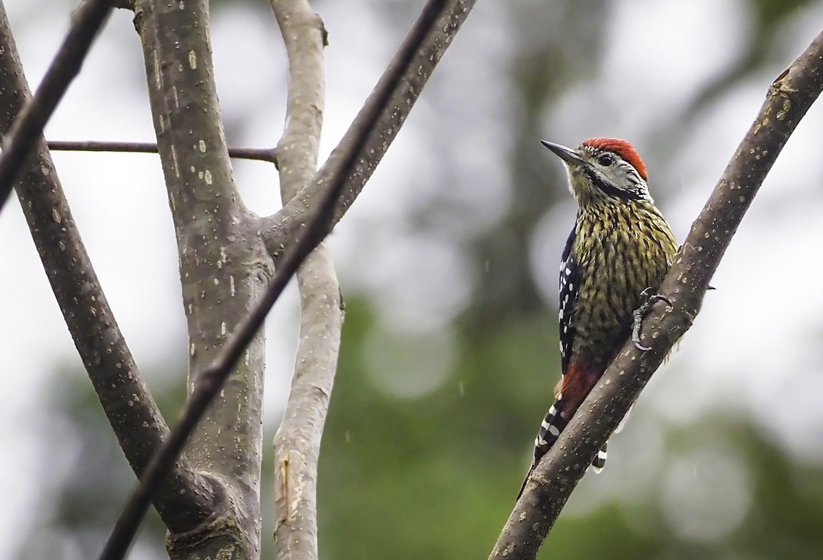 Stripe-breasted Woodpecker - Andrew Spencer