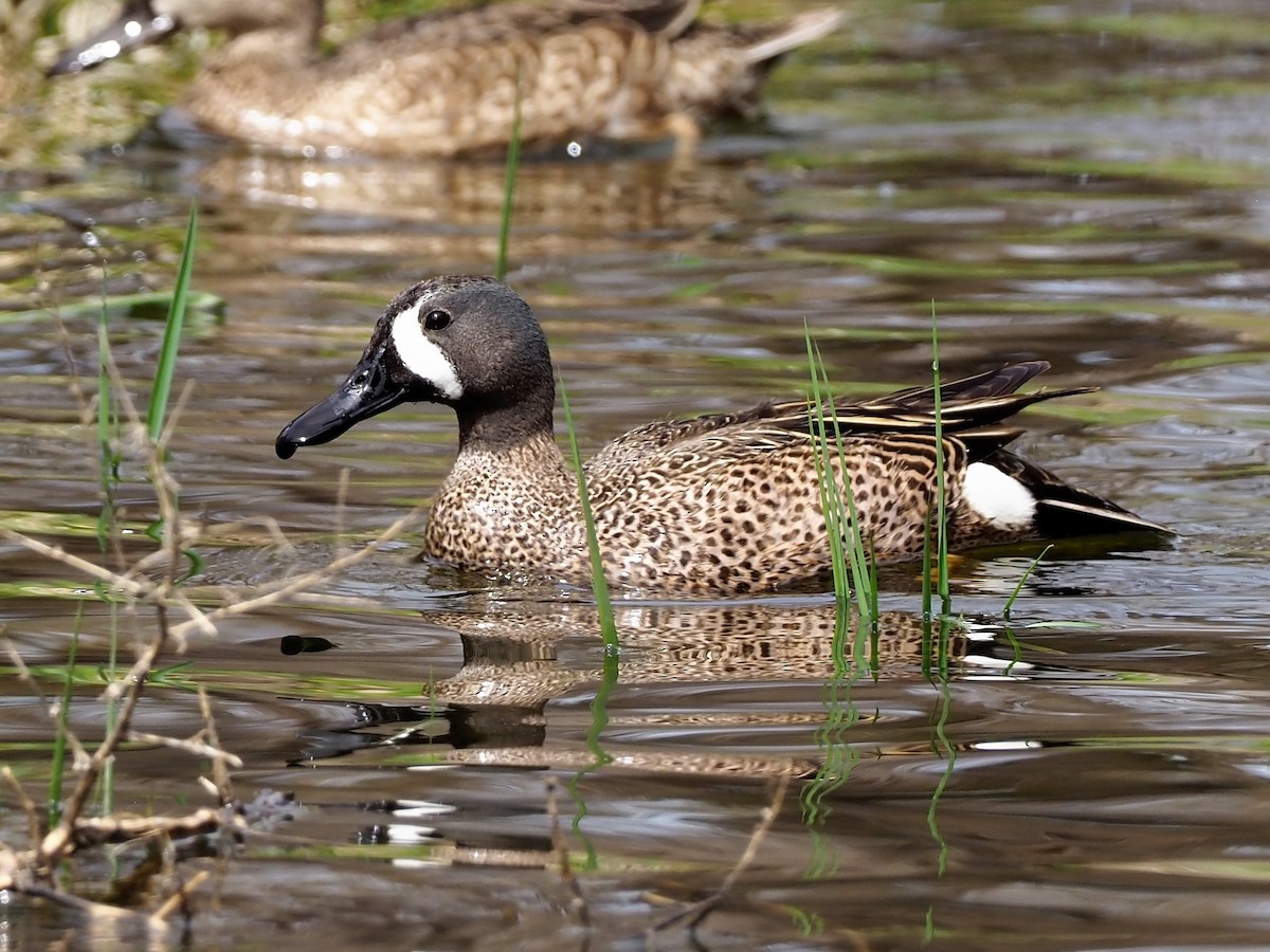 Blue-winged Teal - ML433729851