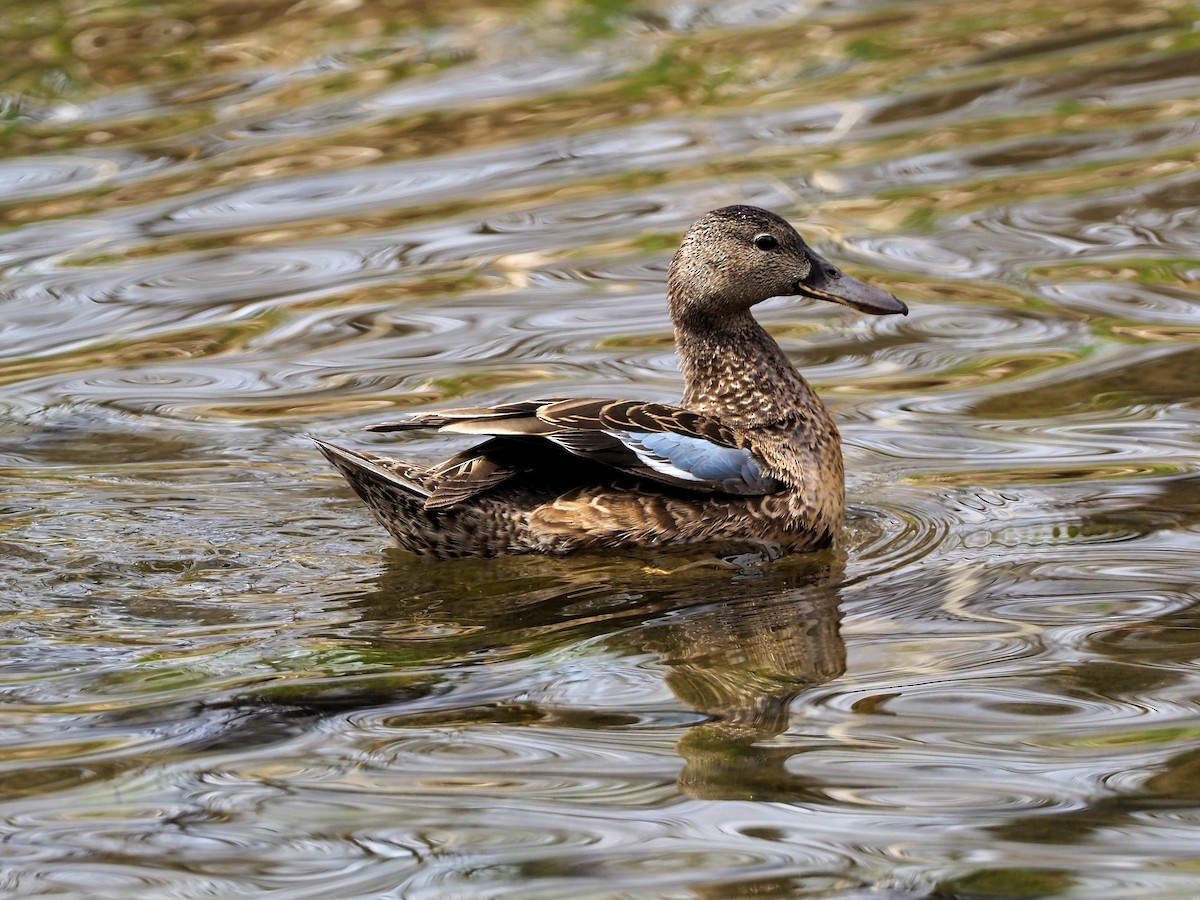 Blue-winged Teal - ML433732691