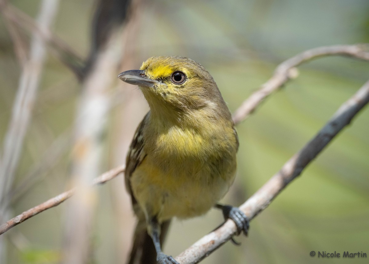 Thick-billed Vireo - ML433733531