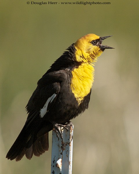 Yellow-headed Blackbird - ML43373761