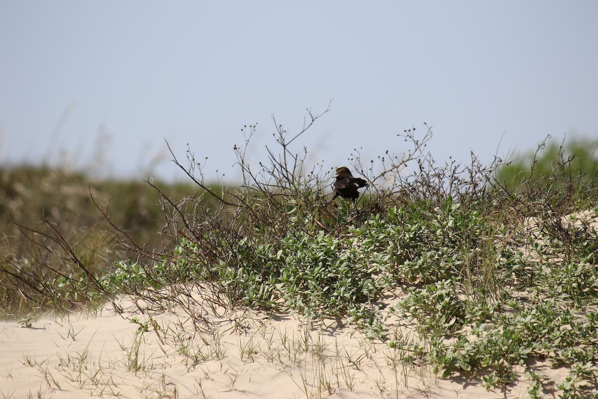 Boat-tailed Grackle - ML433749551