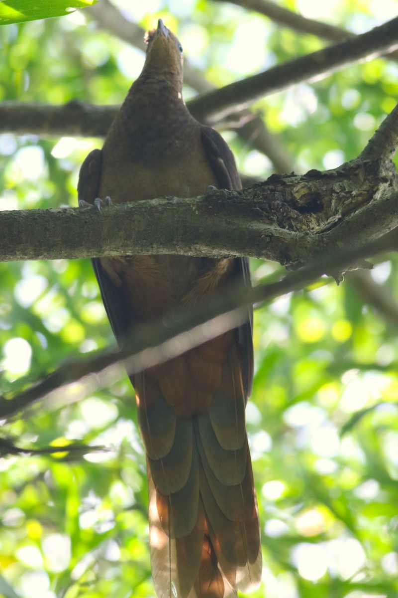 Brown Cuckoo-Dove - ML433749561