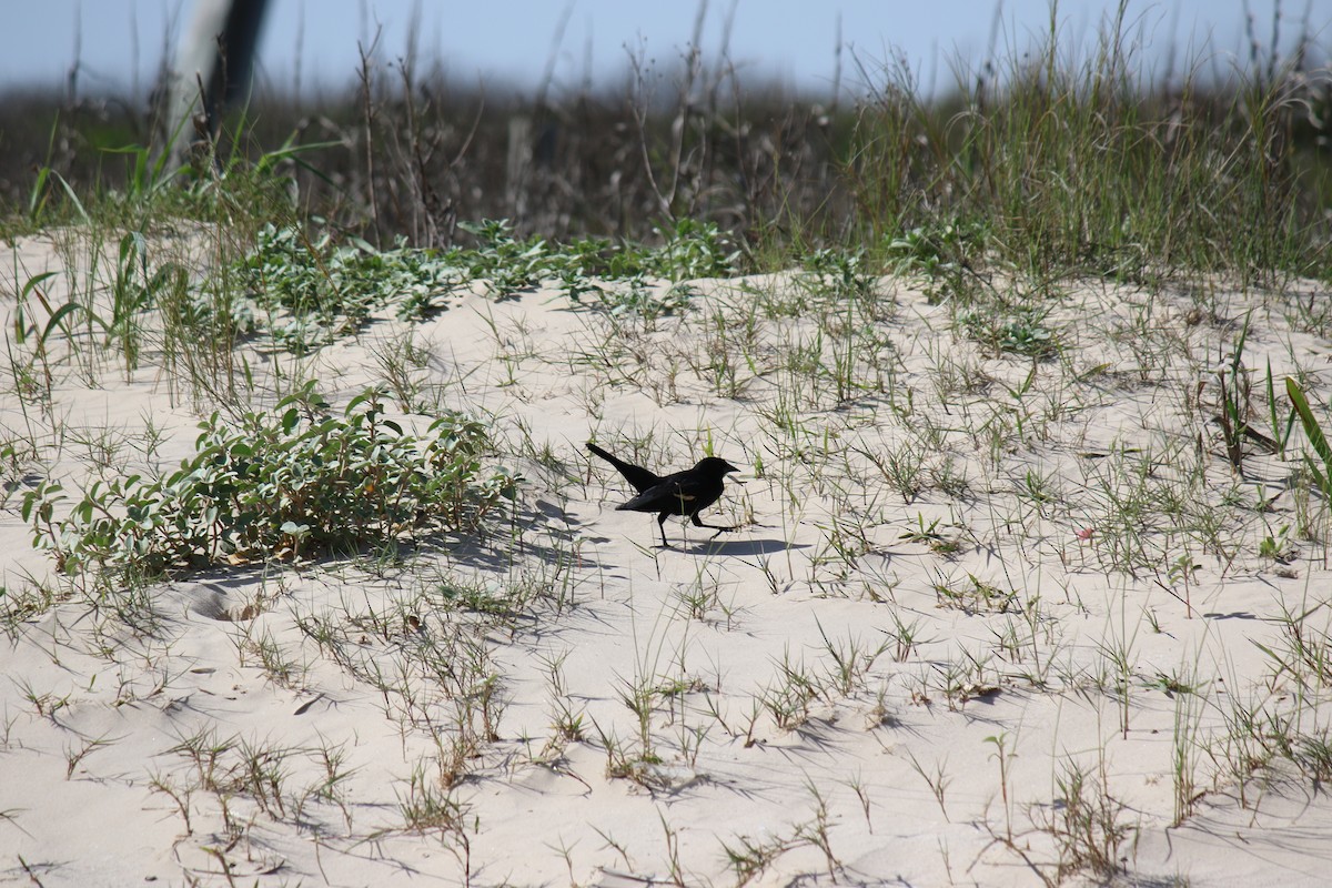 Boat-tailed Grackle - ML433749621