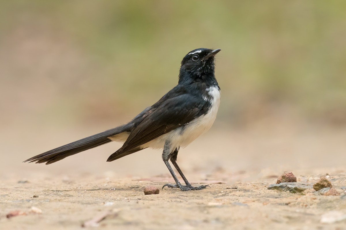 Willie-wagtail - ML433750351