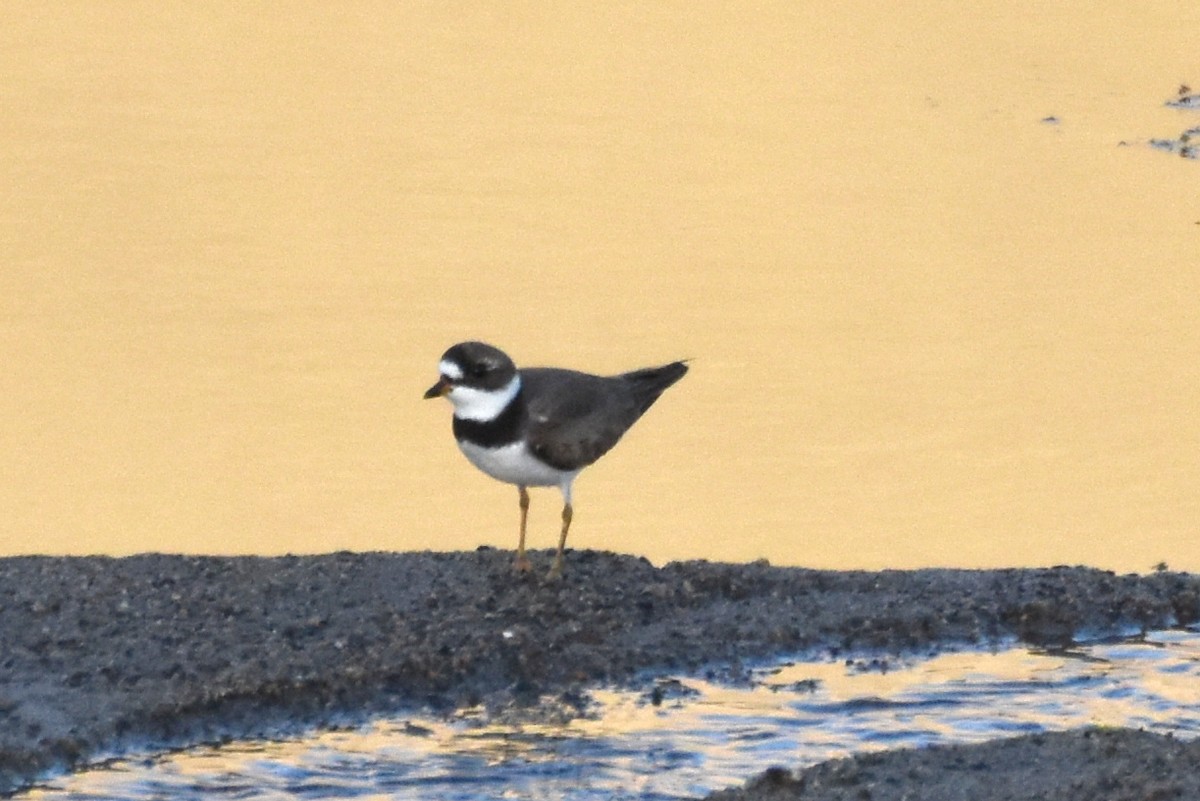 Semipalmated Plover - ML433757231