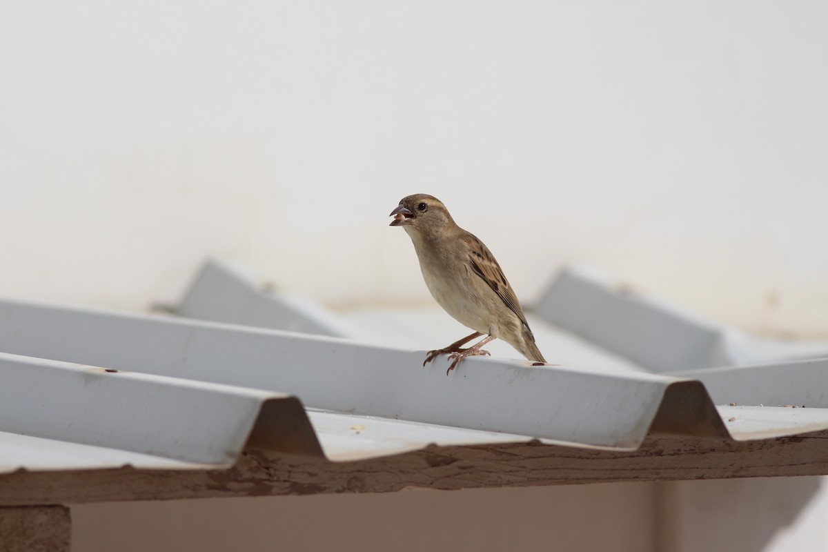 Somali Sparrow - Tyler Joyner