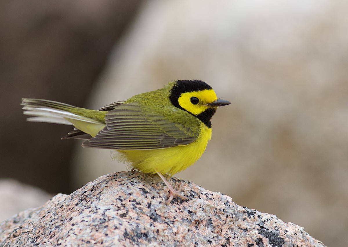 Hooded Warbler - Nathan Dubrow
