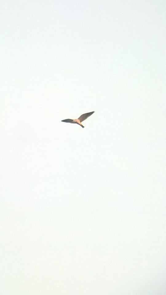 Black-winged Kite - ML43376571