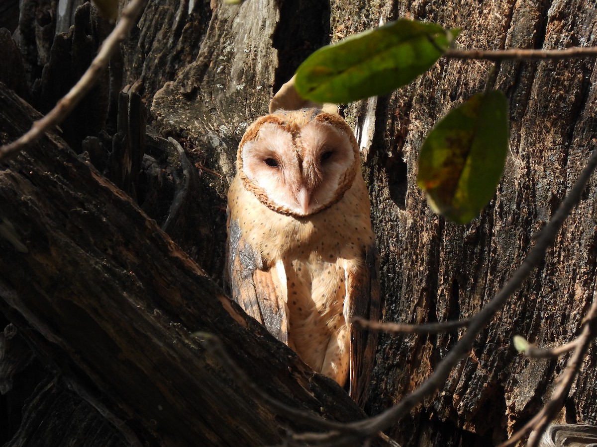 Barn Owl - Carlos Mancera (Tuxtla Birding Club)