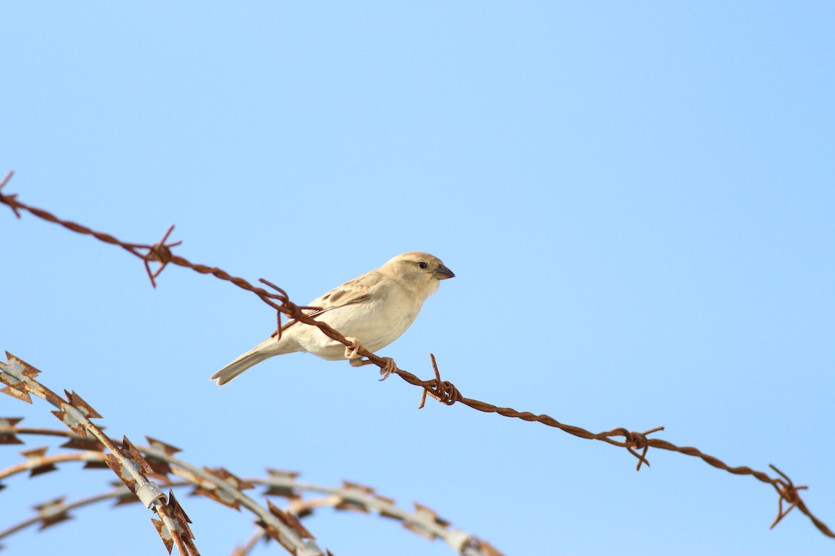Somali Sparrow - ML43376711