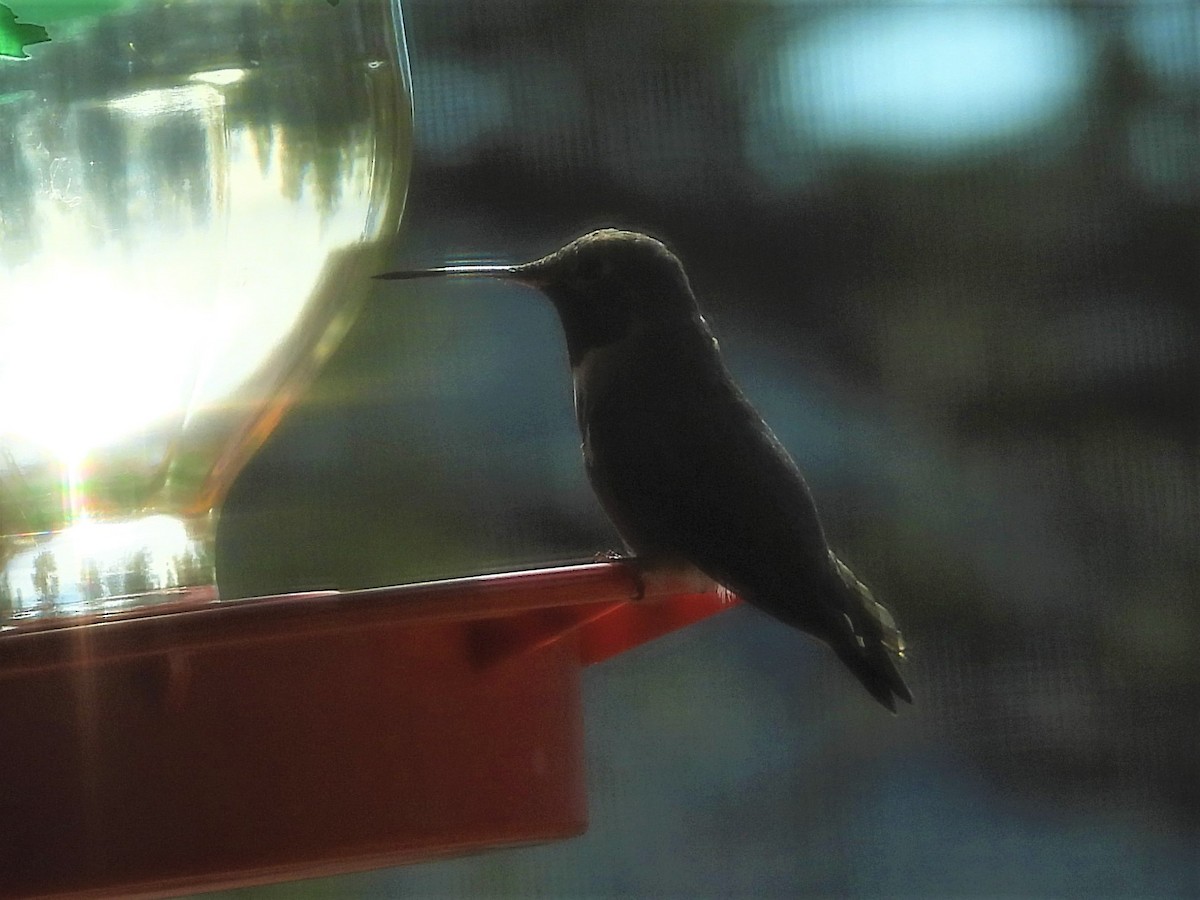 Black-chinned Hummingbird - ML433770031
