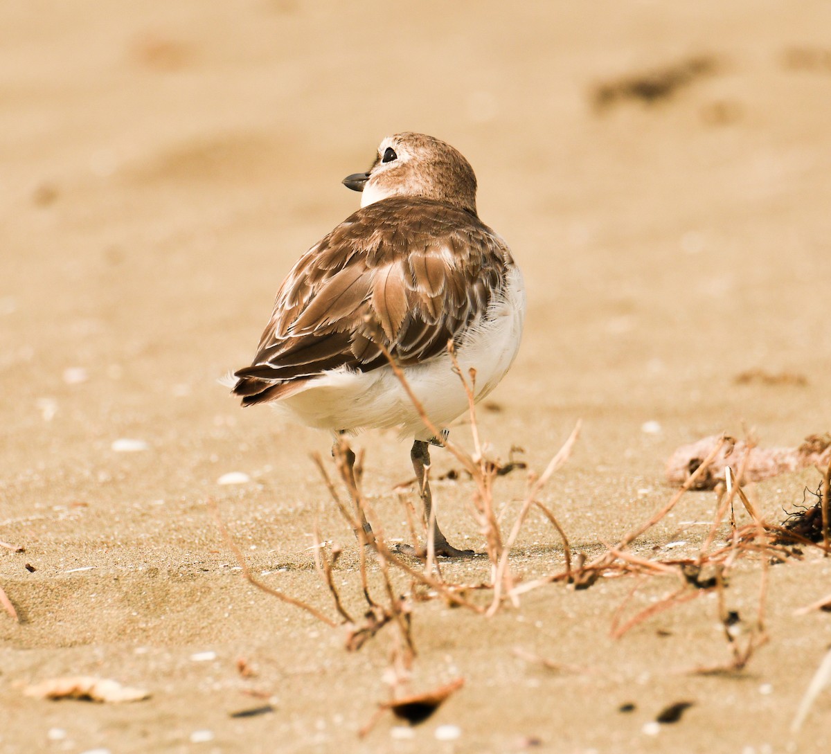 Red-breasted Dotterel - ML433770811