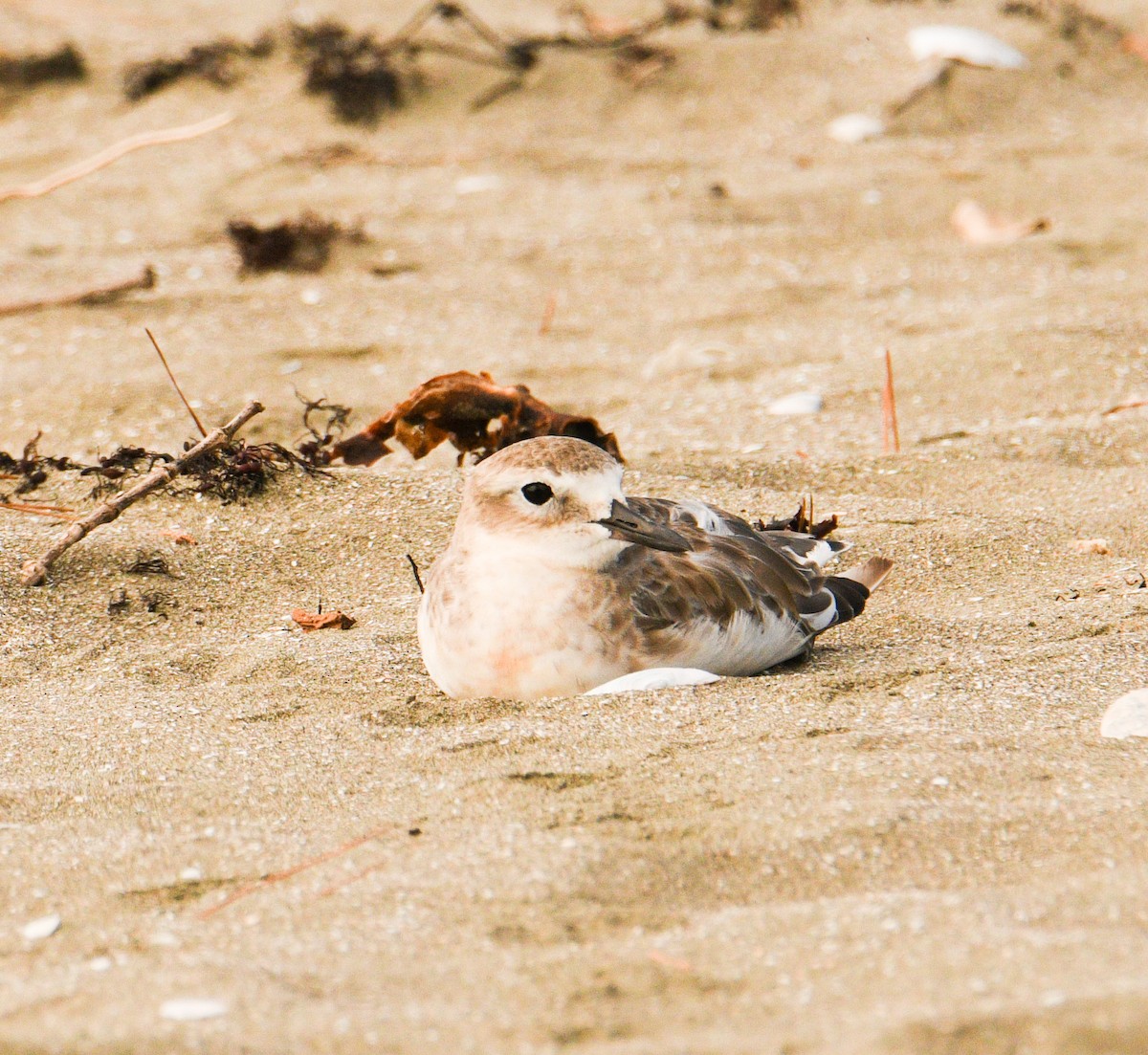 Red-breasted Dotterel - ML433770821