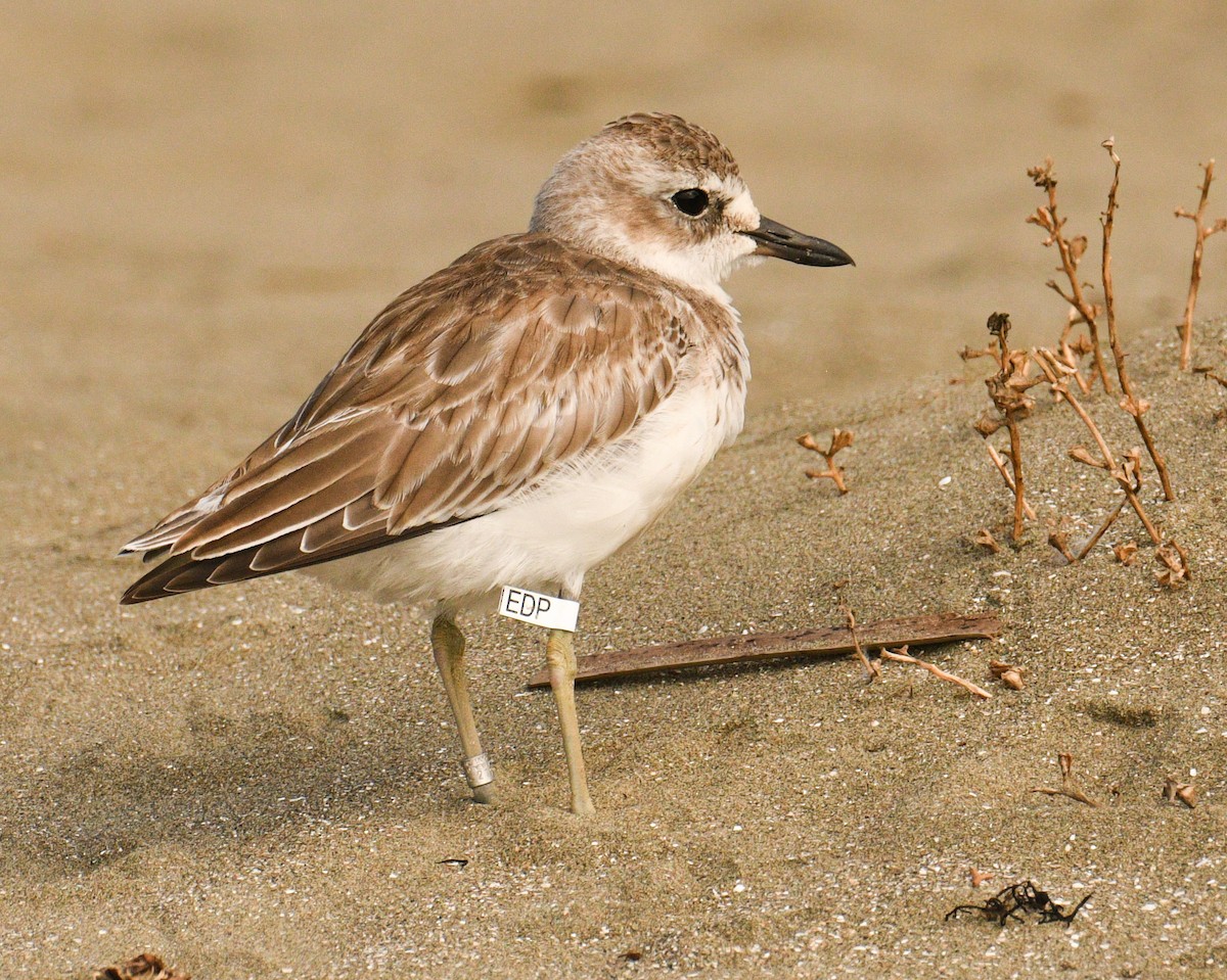 Red-breasted Dotterel - ML433770831