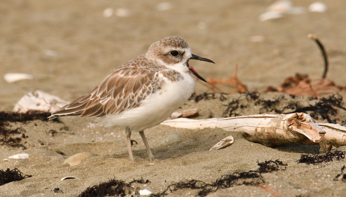 Red-breasted Dotterel - ML433770861